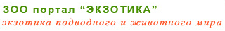 Ekzotika.ru