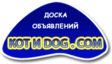Kotidog.com
